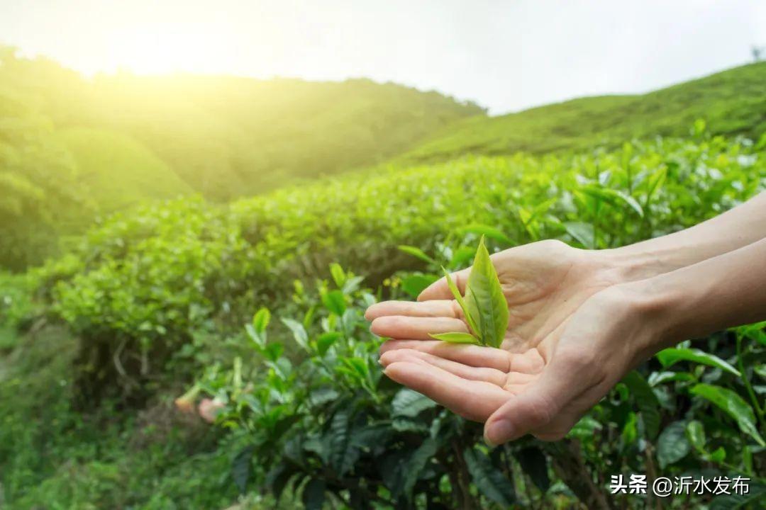 绿茶白茶黄茶红茶乌龙茶黑茶……傻傻分不清？一文了解→