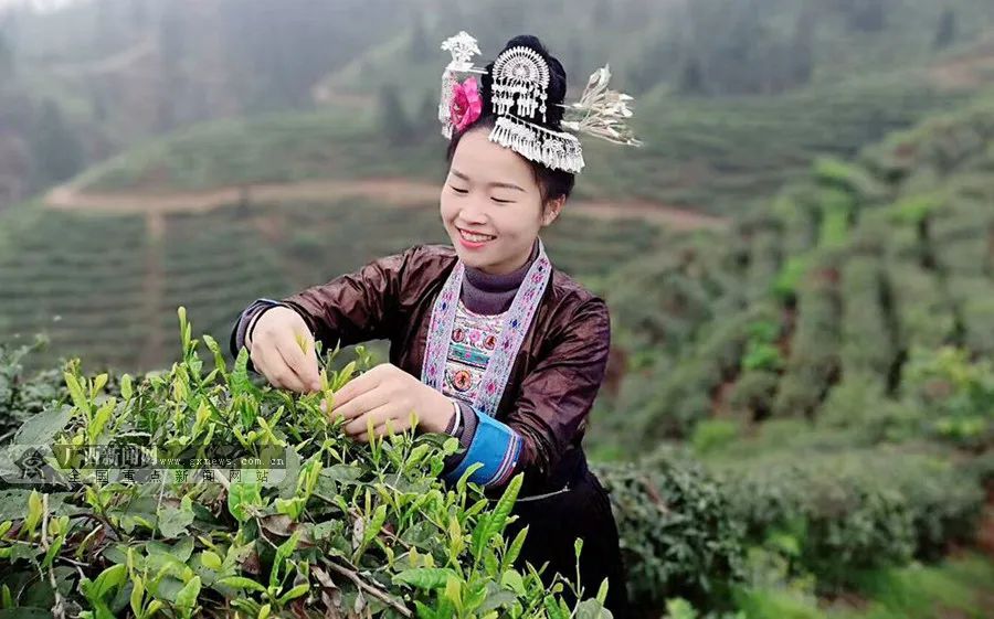 广西柳州大苗山红茶的千年传承